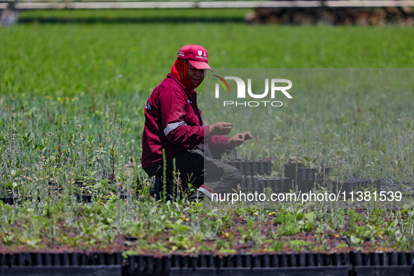 A worker of Natural Resources and Rural Development (CORENADR) is planting containers with different varieties of plants during the ''Green...