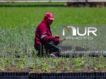 A worker of Natural Resources and Rural Development (CORENADR) is planting containers with different varieties of plants during the ''Green...