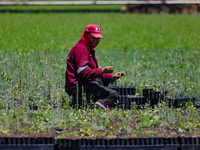 A worker of Natural Resources and Rural Development (CORENADR) is planting containers with different varieties of plants during the ''Green...