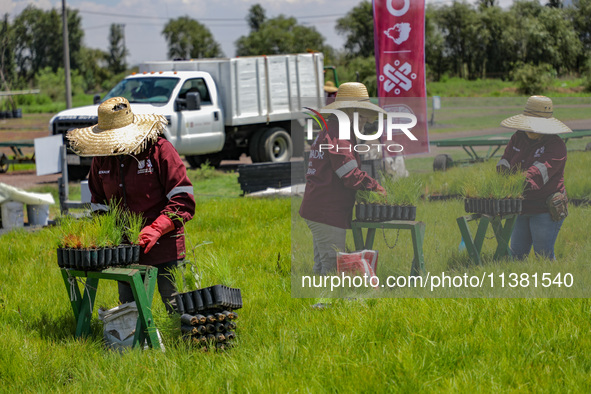 Workers of Natural Resources and Rural Development (CORENADR) are planting containers with different varieties of plants during the ''Green...