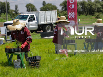 Workers of Natural Resources and Rural Development (CORENADR) are planting containers with different varieties of plants during the ''Green...