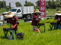 Workers of Natural Resources and Rural Development (CORENADR) are planting containers with different varieties of plants during the ''Green...