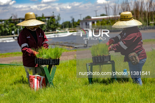 Workers of Natural Resources and Rural Development (CORENADR) are planting containers with different varieties of plants during the ''Green...