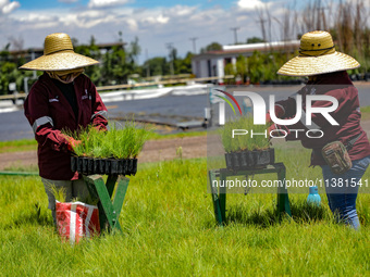 Workers of Natural Resources and Rural Development (CORENADR) are planting containers with different varieties of plants during the ''Green...