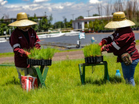 Workers of Natural Resources and Rural Development (CORENADR) are planting containers with different varieties of plants during the ''Green...