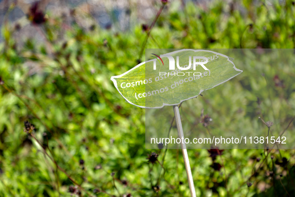 The Cosmos Chocolate Plant sign is being displayed during the ''Green Challenge 2024'', which aims to plant 10.5 million plants in the Cente...