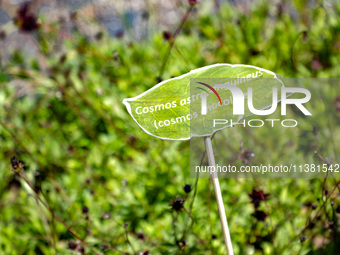 The Cosmos Chocolate Plant sign is being displayed during the ''Green Challenge 2024'', which aims to plant 10.5 million plants in the Cente...