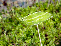 The Cosmos Chocolate Plant sign is being displayed during the ''Green Challenge 2024'', which aims to plant 10.5 million plants in the Cente...