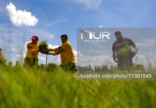 Workers of the Heroic Brigade Corps are planting containers with different varieties of plants during the ''Green Challenge 2024,'' which ai...