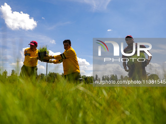 Workers of the Heroic Brigade Corps are planting containers with different varieties of plants during the ''Green Challenge 2024,'' which ai...