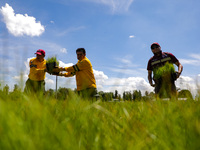 Workers of the Heroic Brigade Corps are planting containers with different varieties of plants during the ''Green Challenge 2024,'' which ai...