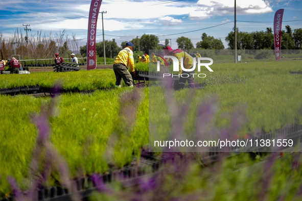 Workers of the Heroic Brigade Corps are planting containers with different varieties of plants during the ''Green Challenge 2024,'' which ai...