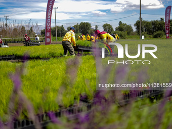 Workers of the Heroic Brigade Corps are planting containers with different varieties of plants during the ''Green Challenge 2024,'' which ai...