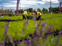 Workers of the Heroic Brigade Corps are planting containers with different varieties of plants during the ''Green Challenge 2024,'' which ai...