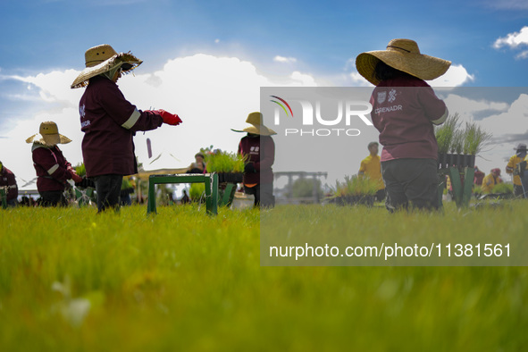 Workers of Natural Resources and Rural Development (CORENADR) are planting containers with different varieties of plants during the ''Green...