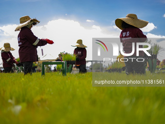 Workers of Natural Resources and Rural Development (CORENADR) are planting containers with different varieties of plants during the ''Green...