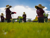 Workers of Natural Resources and Rural Development (CORENADR) are planting containers with different varieties of plants during the ''Green...