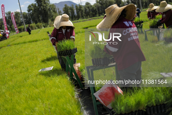 Workers of Natural Resources and Rural Development (CORENADR) are planting containers with different varieties of plants during the ''Green...