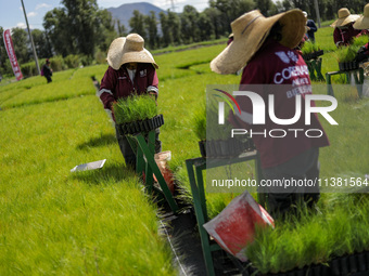 Workers of Natural Resources and Rural Development (CORENADR) are planting containers with different varieties of plants during the ''Green...