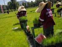 Workers of Natural Resources and Rural Development (CORENADR) are planting containers with different varieties of plants during the ''Green...