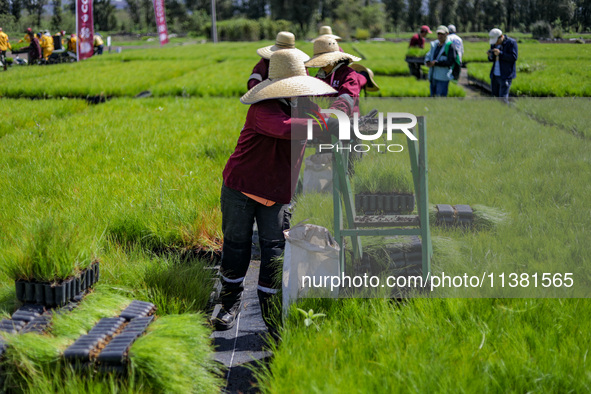 Workers of Natural Resources and Rural Development (CORENADR) are planting containers with different varieties of plants during the ''Green...