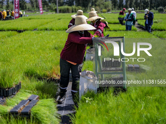 Workers of Natural Resources and Rural Development (CORENADR) are planting containers with different varieties of plants during the ''Green...