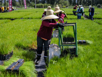 Workers of Natural Resources and Rural Development (CORENADR) are planting containers with different varieties of plants during the ''Green...