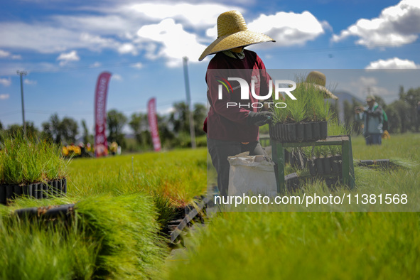 A worker of Natural Resources and Rural Development (CORENADR) is planting containers with different varieties of plants during the ''Green...