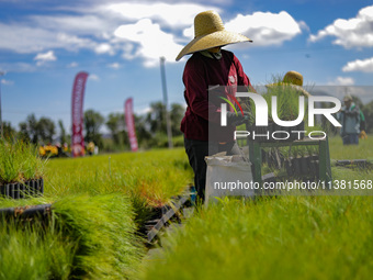 A worker of Natural Resources and Rural Development (CORENADR) is planting containers with different varieties of plants during the ''Green...