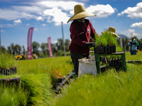 A worker of Natural Resources and Rural Development (CORENADR) is planting containers with different varieties of plants during the ''Green...