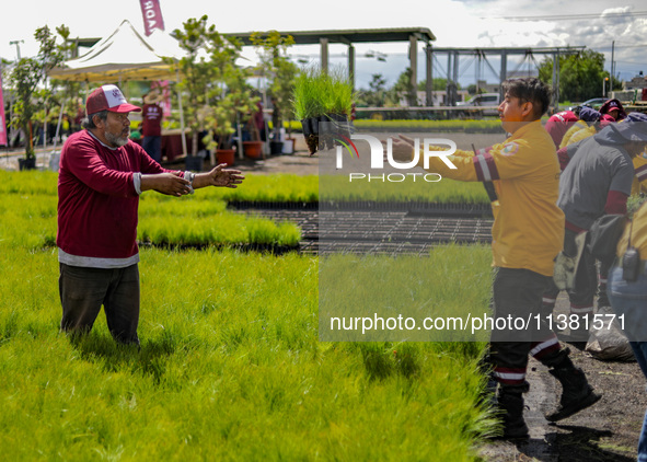 Workers of Natural Resources and Rural Development (CORENADR) are planting containers with different varieties of plants during the ''Green...