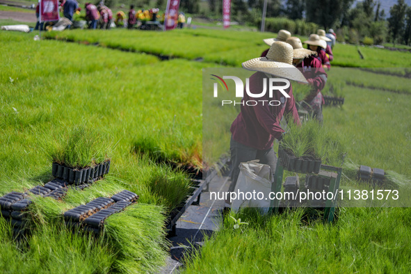 Workers of Natural Resources and Rural Development (CORENADR) are planting containers with different varieties of plants during the ''Green...