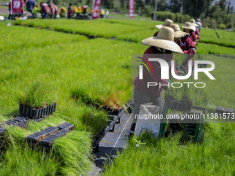 Workers of Natural Resources and Rural Development (CORENADR) are planting containers with different varieties of plants during the ''Green...