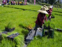 Workers of Natural Resources and Rural Development (CORENADR) are planting containers with different varieties of plants during the ''Green...