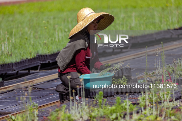 A worker of Natural Resources and Rural Development (CORENADR) is planting containers with different varieties of plants during the ''Green...