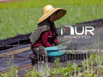 A worker of Natural Resources and Rural Development (CORENADR) is planting containers with different varieties of plants during the ''Green...