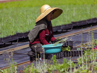 A worker of Natural Resources and Rural Development (CORENADR) is planting containers with different varieties of plants during the ''Green...