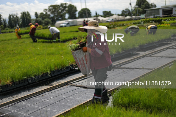 A worker of Natural Resources and Rural Development (CORENADR) is planting containers with different varieties of plants during the ''Green...