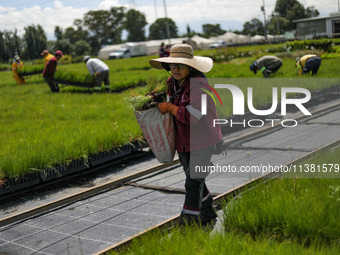 A worker of Natural Resources and Rural Development (CORENADR) is planting containers with different varieties of plants during the ''Green...