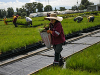 A worker of Natural Resources and Rural Development (CORENADR) is planting containers with different varieties of plants during the ''Green...