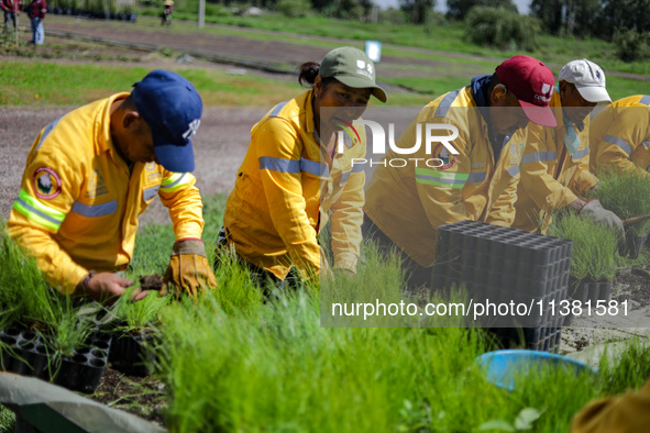 Workers of the Heroic Brigade Corps are planting containers with different varieties of plants during the ''Green Challenge 2024,'' which ai...