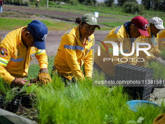 Workers of the Heroic Brigade Corps are planting containers with different varieties of plants during the ''Green Challenge 2024,'' which ai...