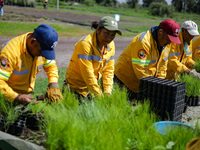 Workers of the Heroic Brigade Corps are planting containers with different varieties of plants during the ''Green Challenge 2024,'' which ai...