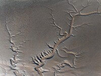 A landscape shaped like a tidal tree is being seen on the sea flat after the ebb tide in Tiaozini wetland in Yancheng, China, on July 3, 202...