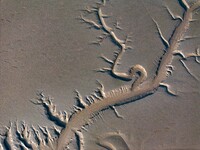 A landscape shaped like a tidal tree is being seen on the sea flat after the ebb tide in Tiaozini wetland in Yancheng, China, on July 3, 202...