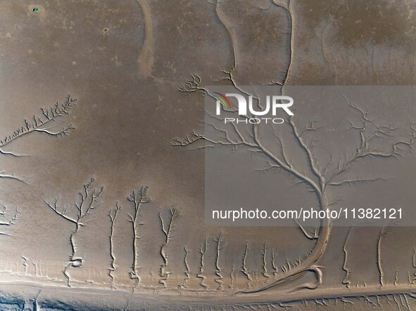 A landscape shaped like a tidal tree is being seen on the sea flat after the ebb tide in Tiaozini wetland in Yancheng, China, on July 3, 202...