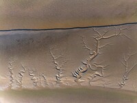 A landscape shaped like a tidal tree is being seen on the sea flat after the ebb tide in Tiaozini wetland in Yancheng, China, on July 3, 202...