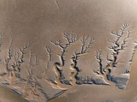 A landscape shaped like a tidal tree is being seen on the sea flat after the ebb tide in Tiaozini wetland in Yancheng, China, on July 3, 202...