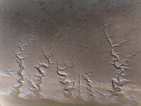 A landscape shaped like a tidal tree is being seen on the sea flat after the ebb tide in Tiaozini wetland in Yancheng, China, on July 3, 202...