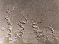 A landscape shaped like a tidal tree is being seen on the sea flat after the ebb tide in Tiaozini wetland in Yancheng, China, on July 3, 202...